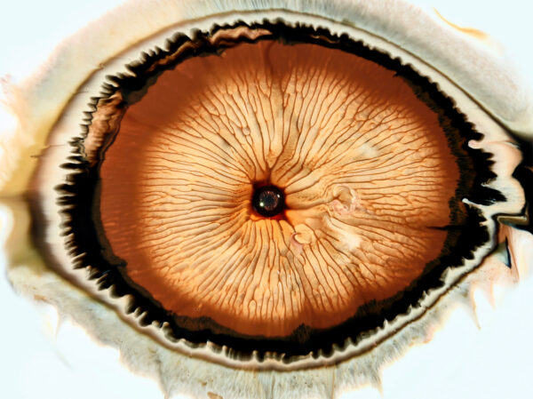 Textures - Portfolio