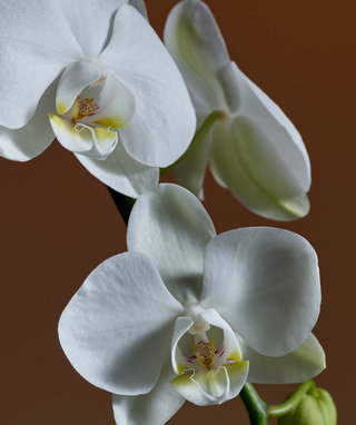 Conceptual - Portfolio