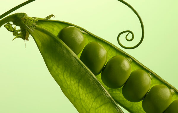 Food - Portfolio